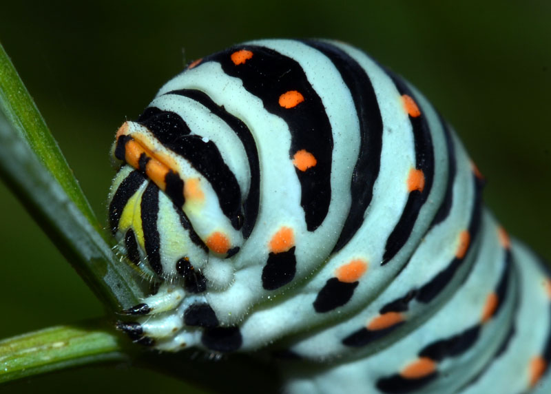 Bruco di Papilio machaon
